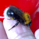  Velvad,  -  12  2018   VELVAD. BUMBLE-BEE HAVE DINNER