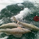 ���� ������ �������, ���������, 59 ��� - ��������� 10 ����� 2019 � ������ ������ ��������