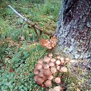 ���� ������, ������������ - ��������� 3 �������� 2018 � ������ ���� ����������