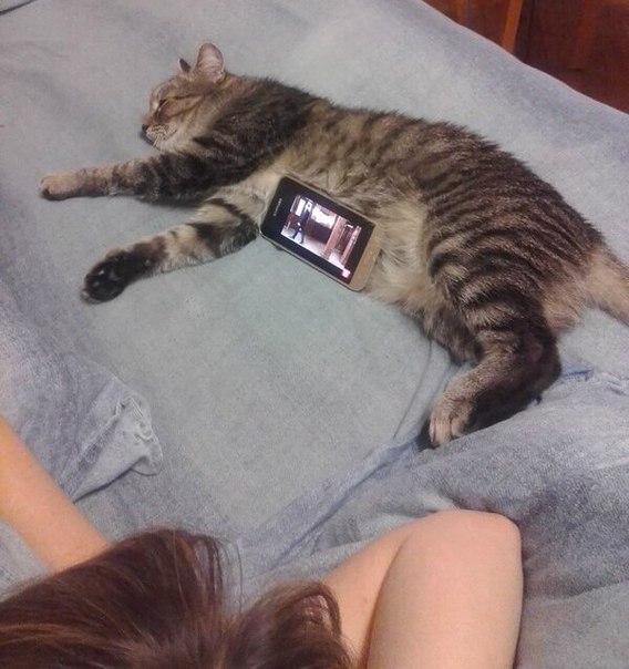 И коту приятно, и нам удобно.