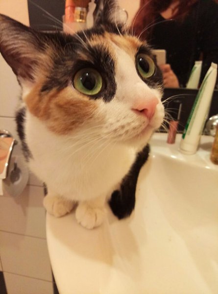 #Безкота_добро.Забрала это маленькое чудо, у хозяина, который не мог за ей нормально ухаживать, мама ... - 4
