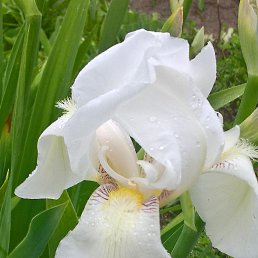 ���� Soledad, ����� - ��������� 18 �������� 2018