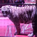 ���� ���������, ����-���, 47 ��� - ��������� 15 ����� 2019