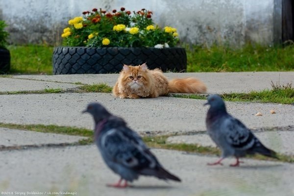 В Перми сняли драматическую фотоисторию про кота и его неудачную охоту. Охота не удалась, но зато ... - 2