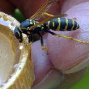 ���� Velvad, ���� - ��������� 12 �������� 2018 � ������ �VELVAD. WASP HAVE DINNER�