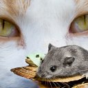 ���� ��������, ����, 42 ���� - ��������� 14 ������� 2018 � ������ ���� ����������