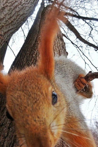 Сейчас для птиц и зверей особенно сложное время.Хочется кушать,а не чего.. Идя в парк,по возможности ... - 3