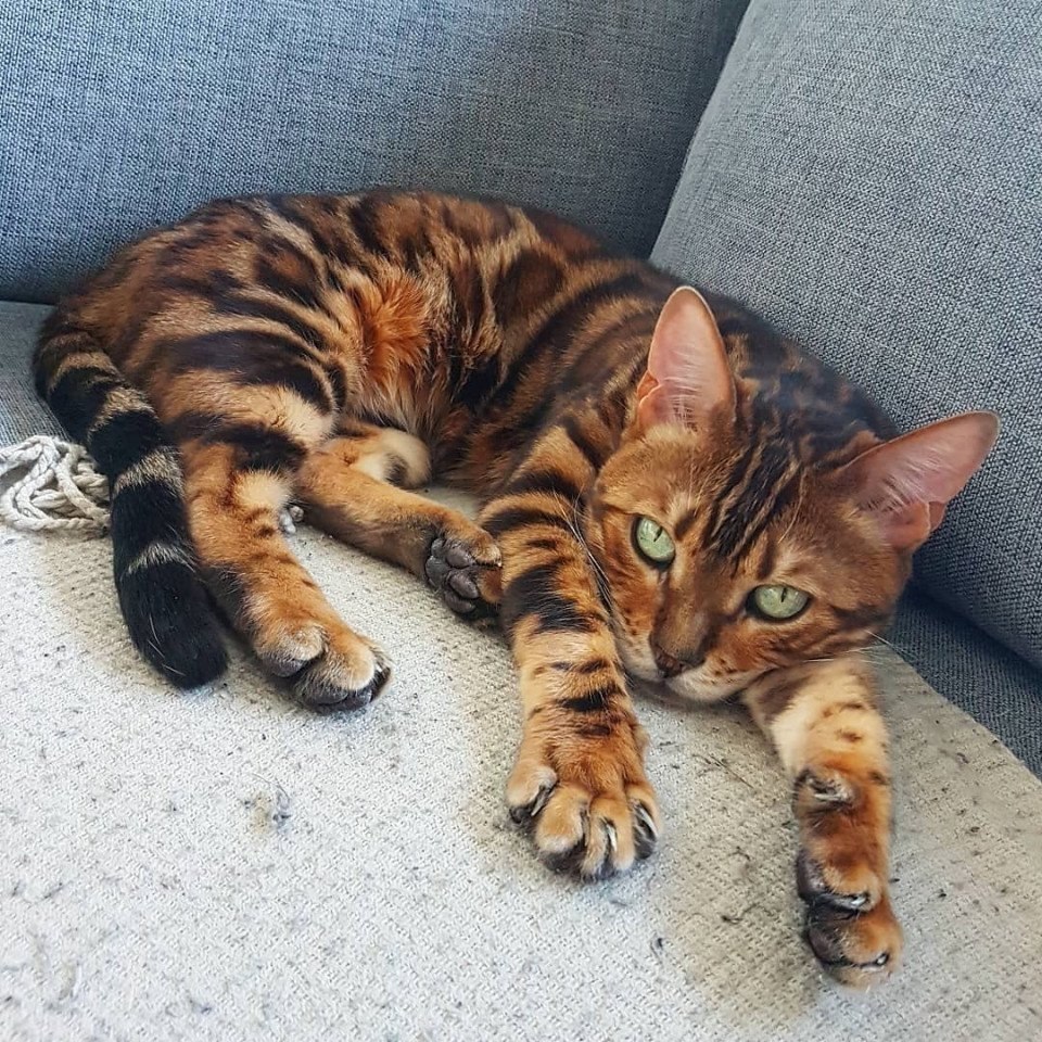  https://fotostrana.ru/away?to=/sl/3133 prime_the_bengal