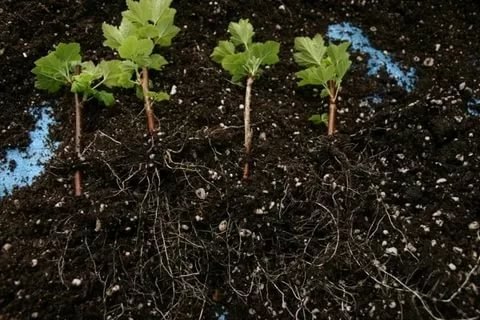 Черенки, которые образуют хорошую корневую уже в первый год: актинидия; ива; калина; чубушник; ...