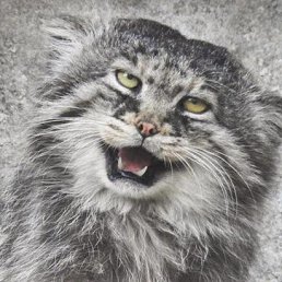 Jekalee, ������, 37 ���