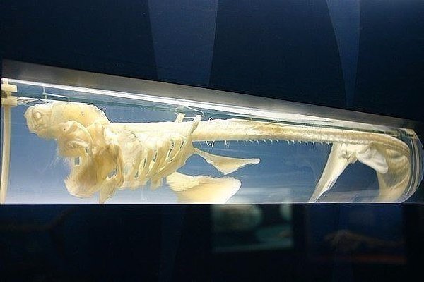 Скелет водолаза внутри акулы. Акула и водолаз. Марин - векторная иллюстрация