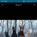 ���� �������, �����-���������, 52 ���� - ��������� 7 ������ 2019 � ������ ���� ����������
