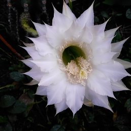 �����, ������, 31 ���