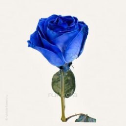 ����, ���������, 53 ����