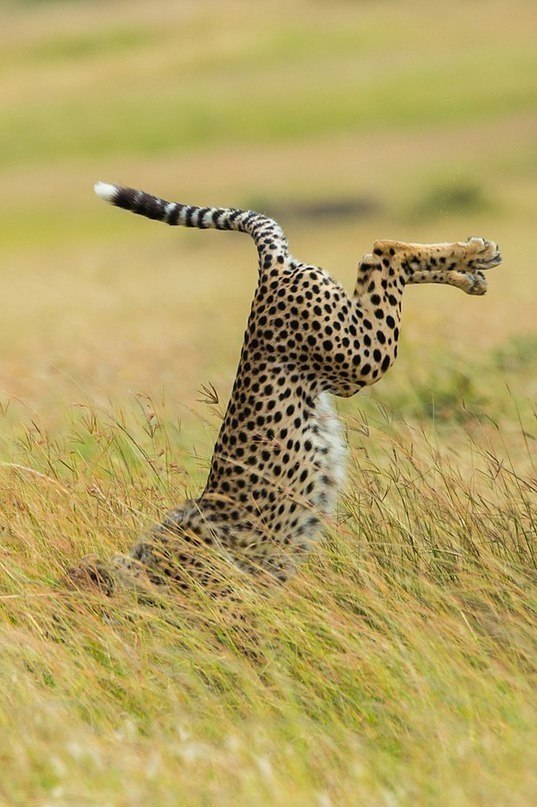    ,   Comedy Wildlife Photography Awards - 5