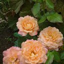 ���� Mary@sha, ���������, 45 ��� - ��������� 3 ������� 2018 � ������ ���� ����������