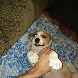 ��������, ���������, 41 ���