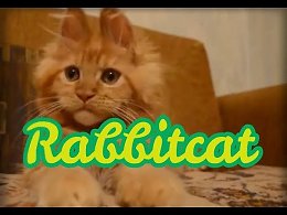 Кот заяц