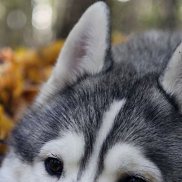 ������, 54 ����, ���������