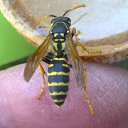 ���� Velvad, ���� - ��������� 12 �������� 2018 � ������ �VELVAD. WASP HAVE DINNER�