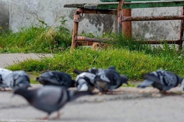 В Перми сняли драматическую фотоисторию про кота и его неудачную охоту. Охота не удалась, но зато ... - 5