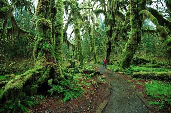 Дождевой лес Hoh Rain Forest. Национальный парк Олимпик, США . Это уникальное место, интересное ... - 6