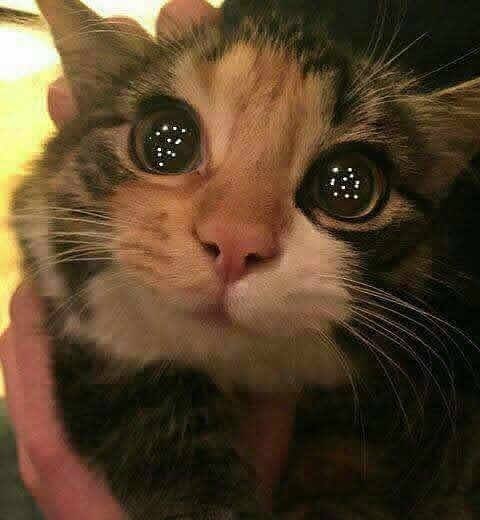   -,       ,        