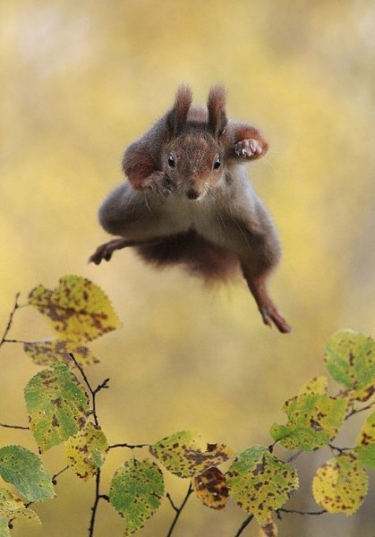 Самые смешные фото животных, получившие премию Comedy Wildlife Photography Awards - 6