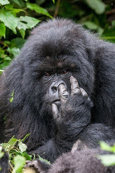 Самые смешные фото животных, получившие премию Comedy Wildlife Photography Awards - 4