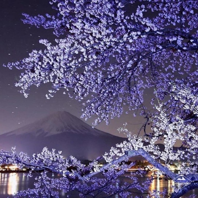      Mt. Fuji - 