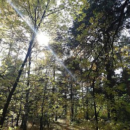 ����, ���������, 51 ���