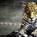 ���� ������, ������, 42 ���� - ��������� 5 ������ 2019 � ������ ���� ����������