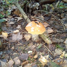 ������, ������, 37 ���