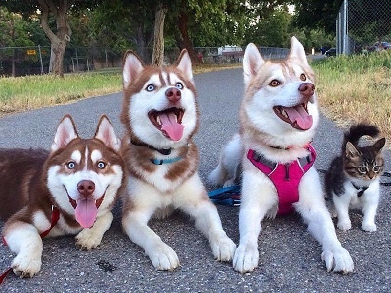 o, oo    ,    oo  oo oo - 3