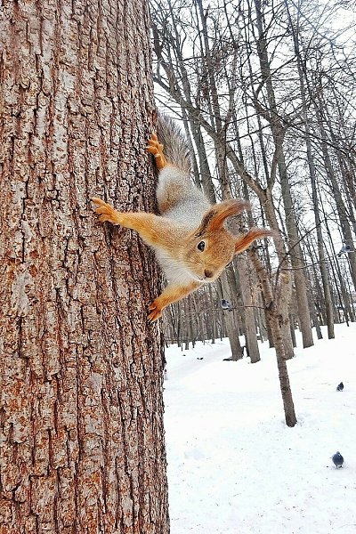 Сейчас для птиц и зверей особенно сложное время.Хочется кушать,а не чего.. Идя в парк,по возможности ...