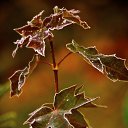 ���� Aleksa, ������, 30 ��� - ��������� 17 ������� 2018 � ������ ������ ��������