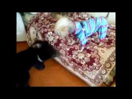 Пес играет с Медведем