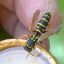���� Velvad, ���� - ��������� 12 �������� 2018 � ������ �VELVAD. WASP HAVE DINNER�