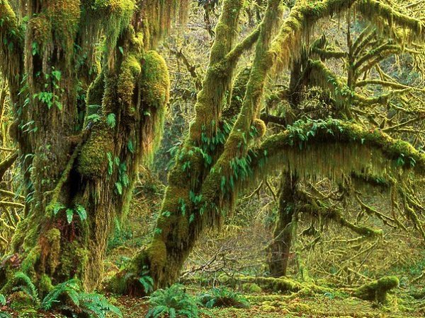 Дождевой лес Hoh Rain Forest. Национальный парк Олимпик, США . Это уникальное место, интересное ... - 4