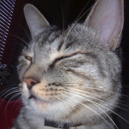 ����, ����������, 61 ���