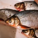  , , 48  -  11  2019   .