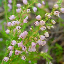 �������, ���������