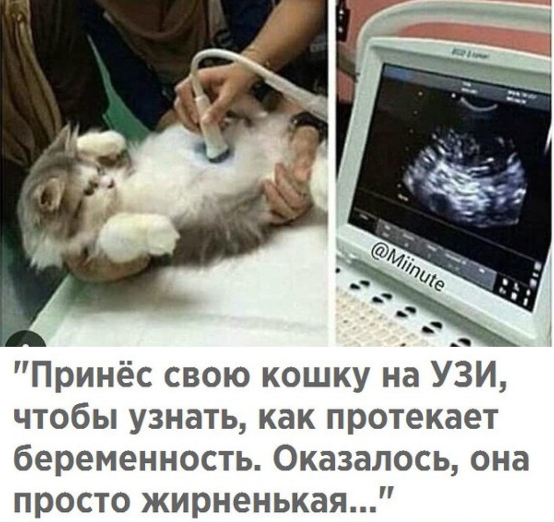 Котята в утробе кошки