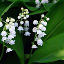  Mikhail,  -  11  2019    