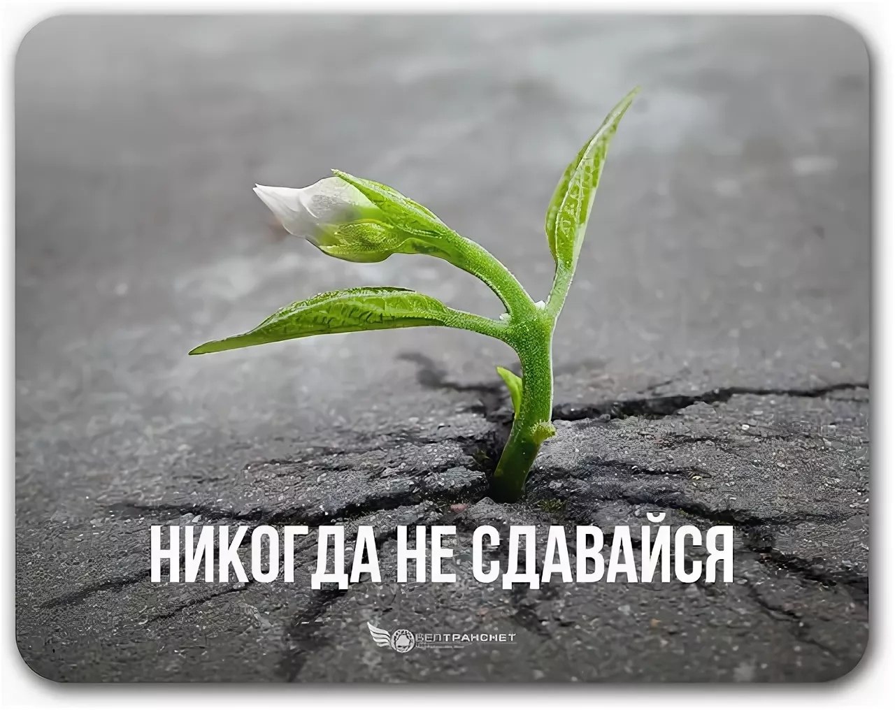 Никогда не верить тебе. Никогда не сдавайся!. Росток пробивается сквозь асфальт. Никогда не сдавайся Росток. Цветок пробивается сквозь асфальт фото.