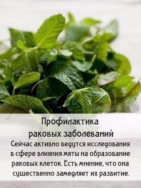 Чудо-мята: полезные свойства! А вы любите мятный чай? #советы@ican - 5