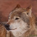 ���� ���������, ������ - ��������� 29 ������� 2019 � ������ �wolf�