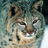 �������, 50 ���, ������ ��������