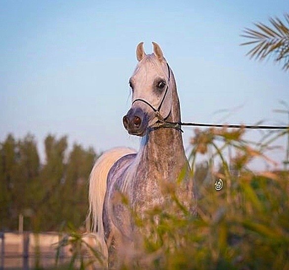  -   ! - 6  2019  03:25