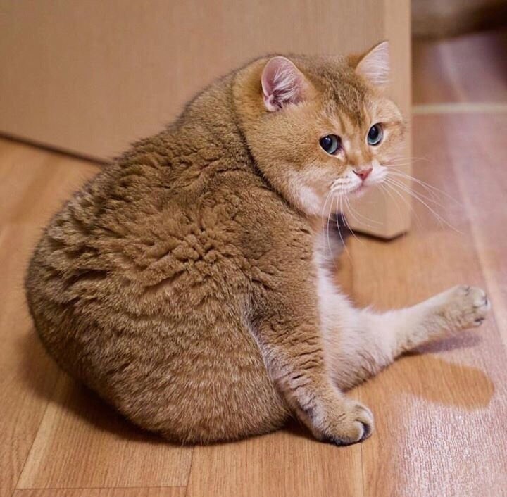 o o, o   o o oaco, poco, paco - 7